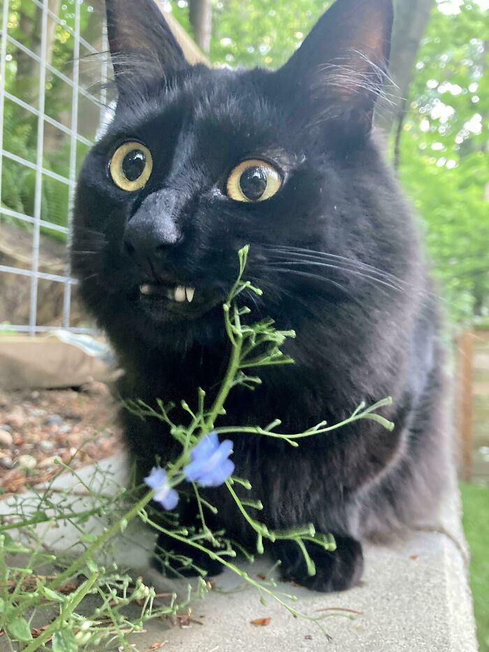 Gus Trying To Smile For His Gotcha Day Portrait