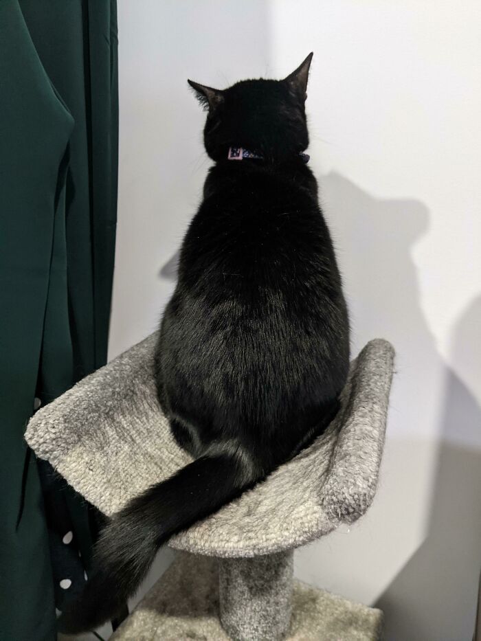 My Cat, All The I'm "I Must Watch This Wall For Reasons"