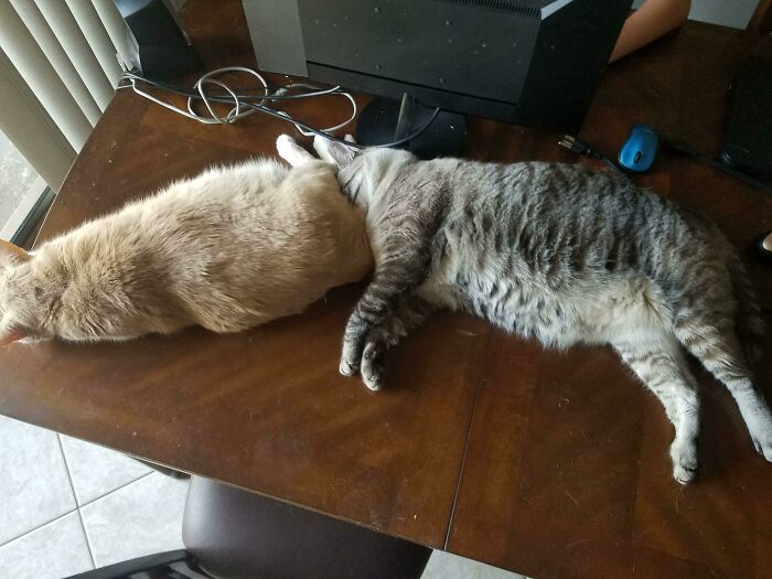 Feline Centipede