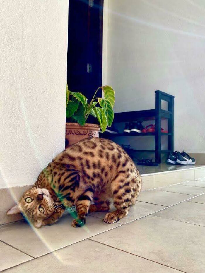 Whatever Works Buddy