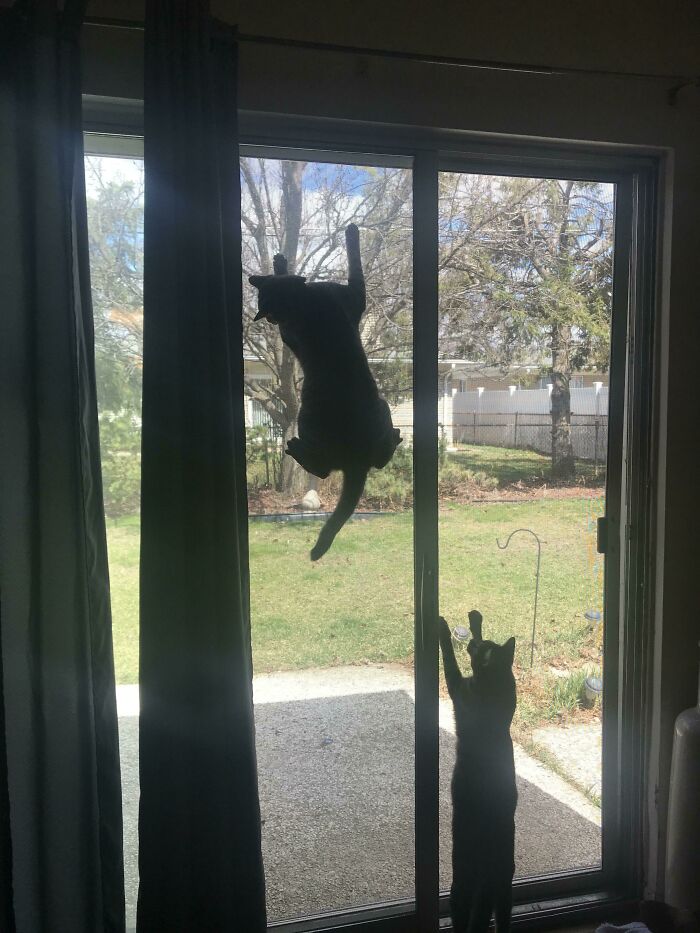 Got 99 Problems And These Cats Are Just 2