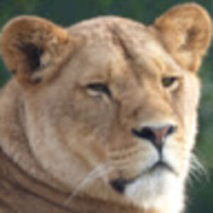 catrionasharp avatar