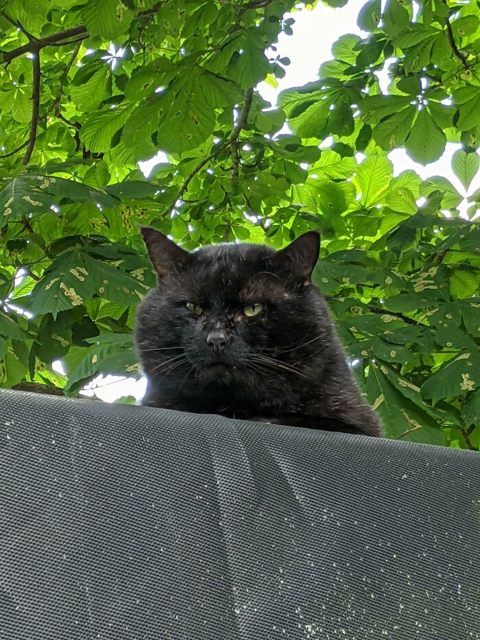 This Bruiser Of A Cat We Affectionately Named Tank, We Saw While On A Walk This Afternoon