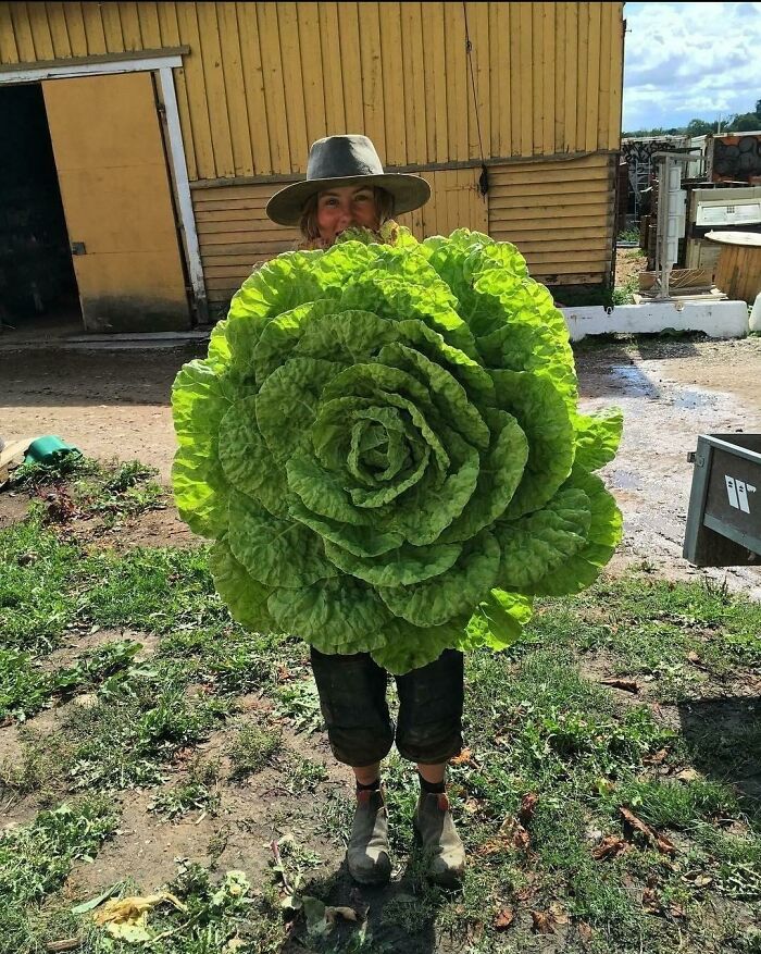 Behemoth Butter Cabbage Grown In Hedensted, Denmark