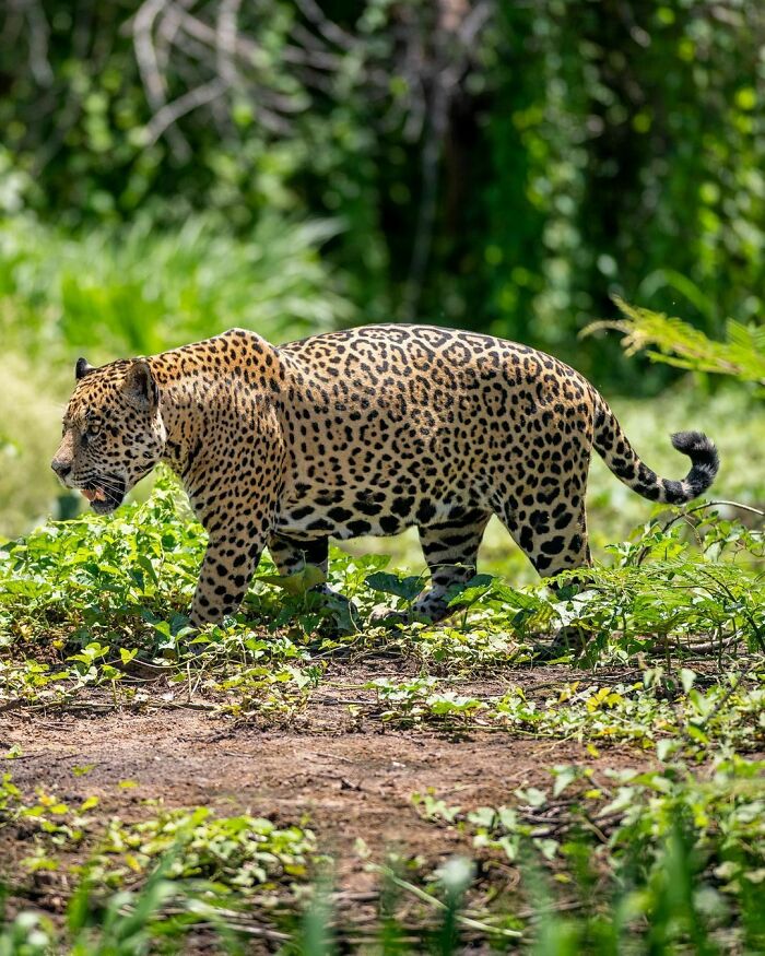 Absolute Unit Of A Jaguar