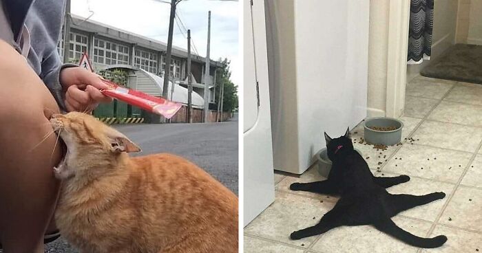 ‘Cat.Exe Has Stopped Working’: This IG Account Collects Hilarious Images Of Broken Cats (50 Pics)