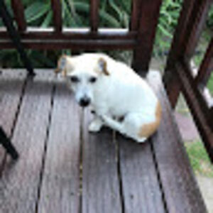 theoschondube avatar