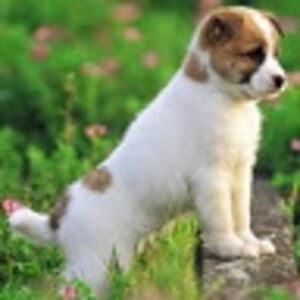 ailishmckechnie avatar