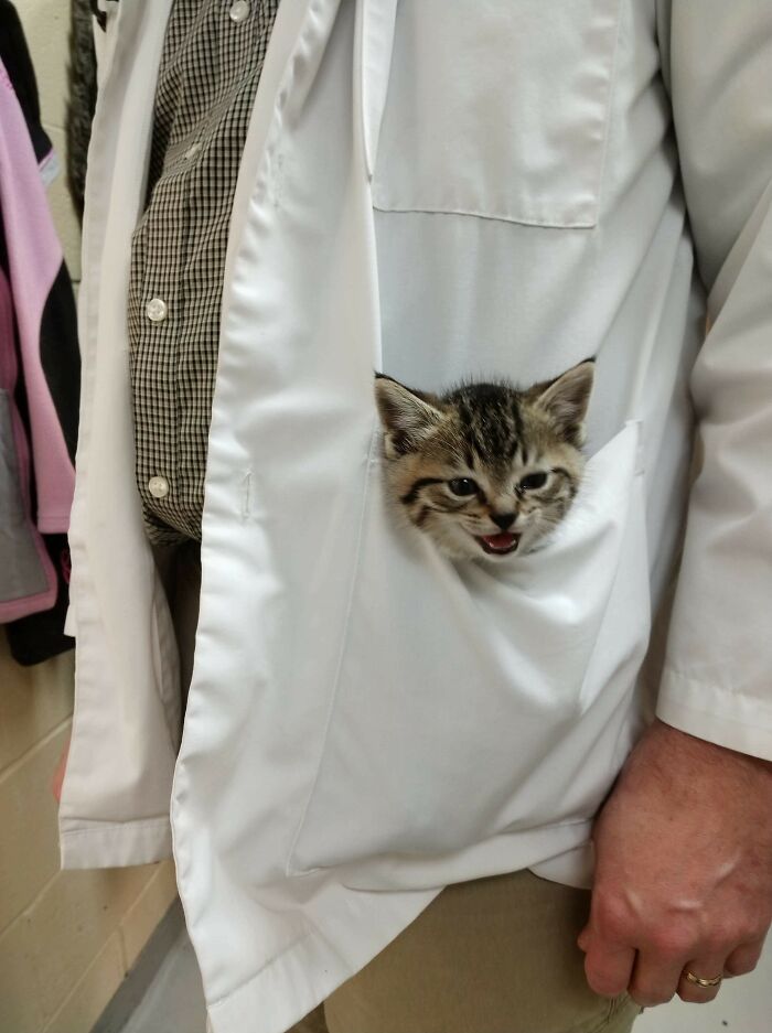 Vet Techs Are Getting A Lot Smaller These Days