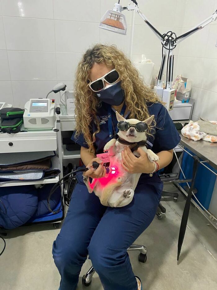 Tiny Chi-Mlem At The Vet