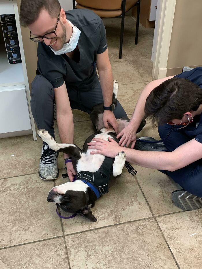 I Had This Super Sweet Pitty With A Broken Toenail Today. She Only Wanted Pets And Belly Rubs While Our Vet Student Gave Her An Exam