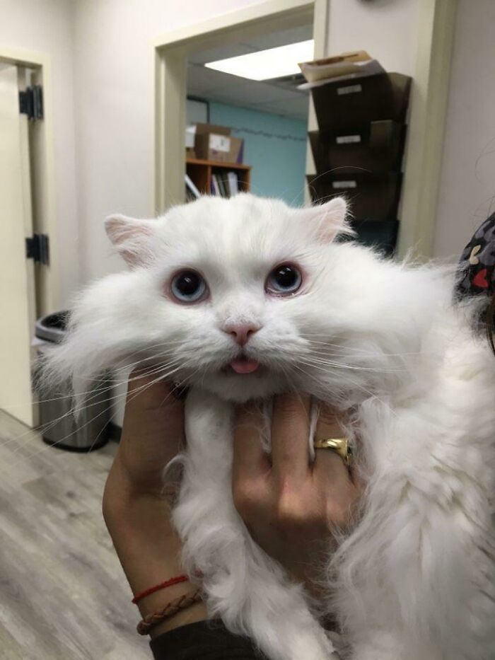 I Work At A Vet And I Felt The Neeed To Share This Ultimate Mlem From Our Dopey (Sedated) Patient Which Was Donating Blood To His Little Sister