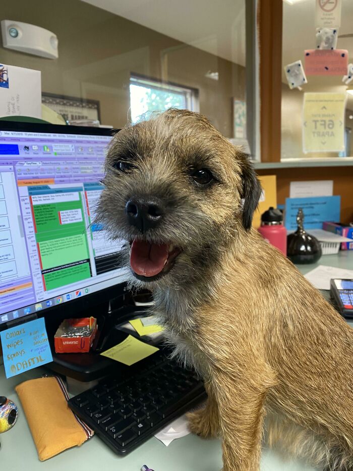 This Pup Greats Other Doggos And Kittens And All Kinds Of Animals At The Vets Office! She Is A Great Little Receptionist