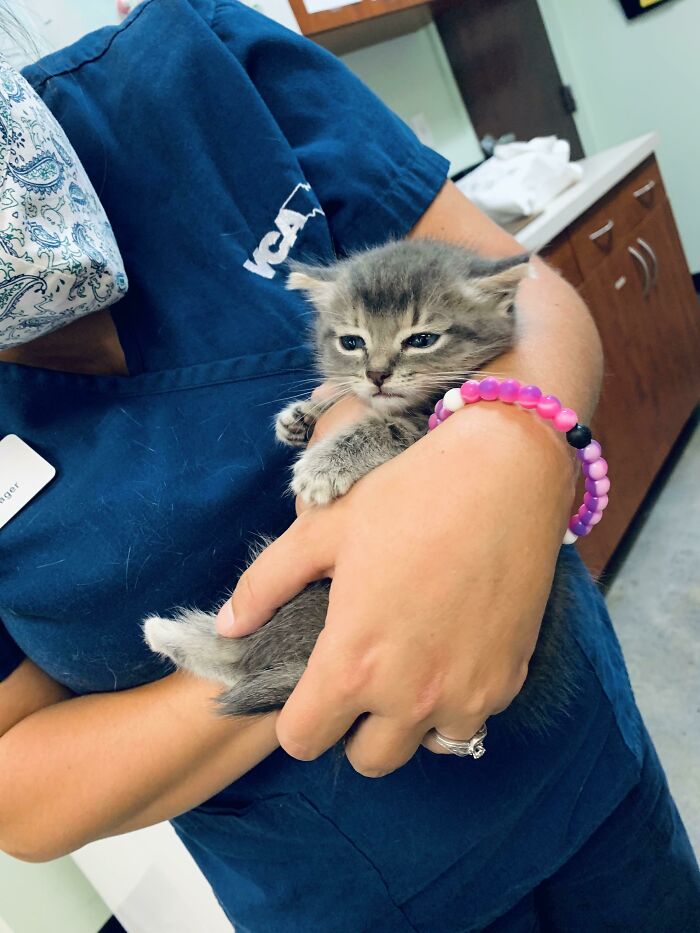 Spatune Making Sure We Know How Displeased He Is That He Must Come To The Vet