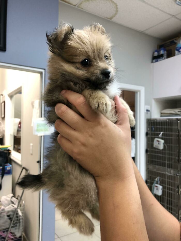 This Adorable 13 Week Old Porkie (Pomeranian/Yorkie) Came Into Work Today. I Only Cried A Little