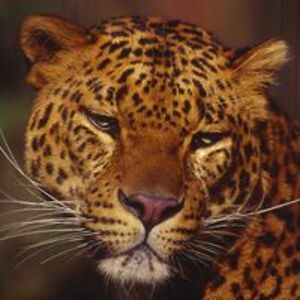 wayne_sharpe2 avatar