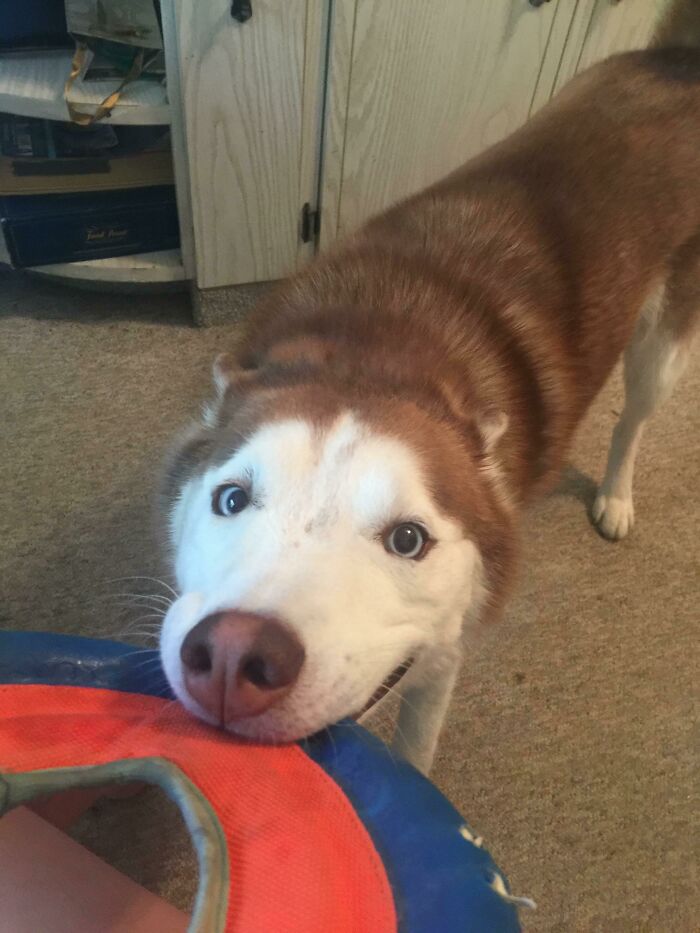 Her Derpy Smile Cracks Me Up Every Time!