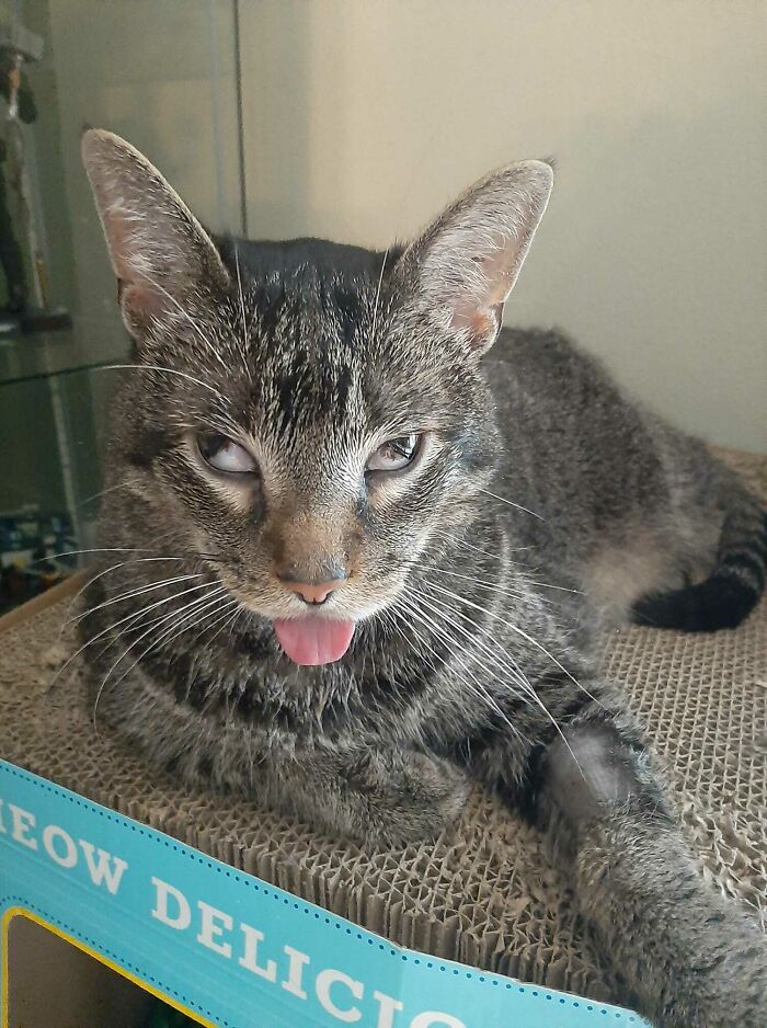 When The Vet Gives You The Good Stuff