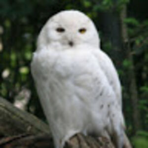 aakankshadesai avatar