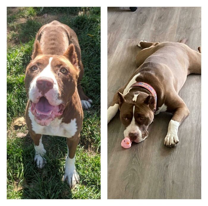 On The Left, Found Chained To A Fence In Detroit. On The Right, A Pampered Goofball. With A Flair For Dramatics, Meet Gena Howlands