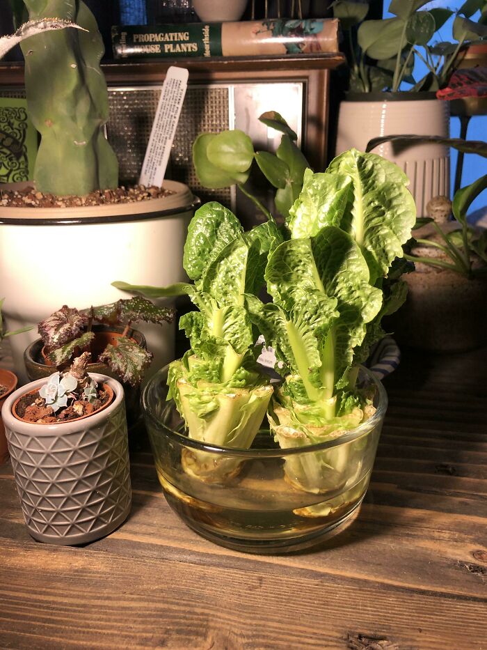 This Is 2 Lettuce Butts (After Getting Chopped) After 2 Weeks Of Sitting In Water. Easy Way To Save A Little Cash And One Less Reason To Leave The House During The Pandemic