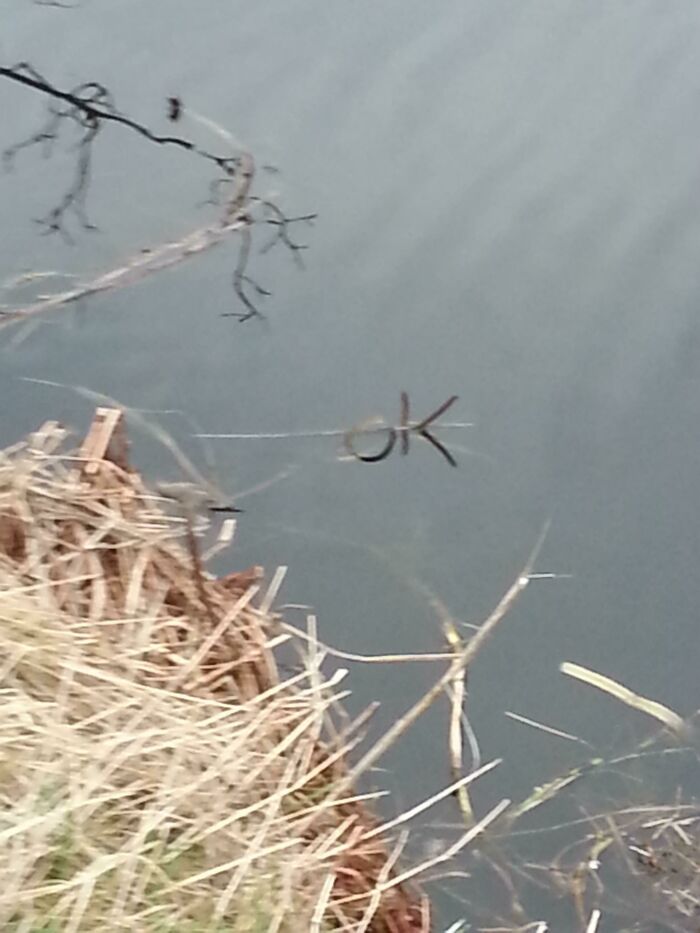 The Reflection Of The Reeds In The Canal Spell Ok