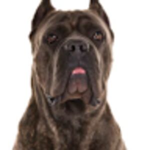 mackenzieneal avatar