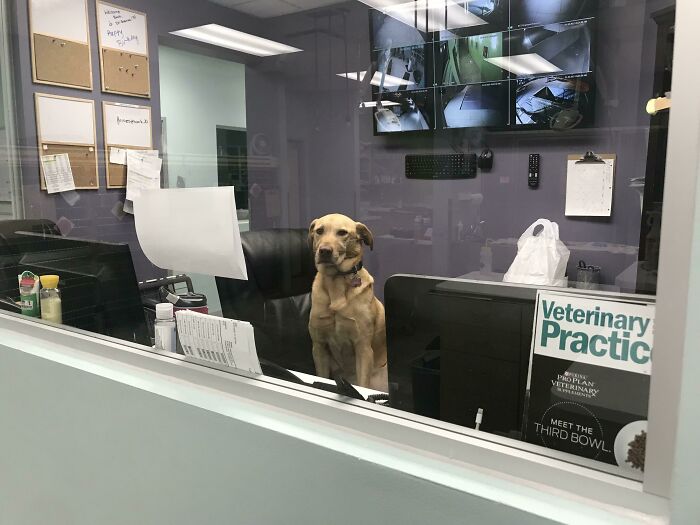 Our Hospital Doesn’t Have A Cat, But We Do Have This