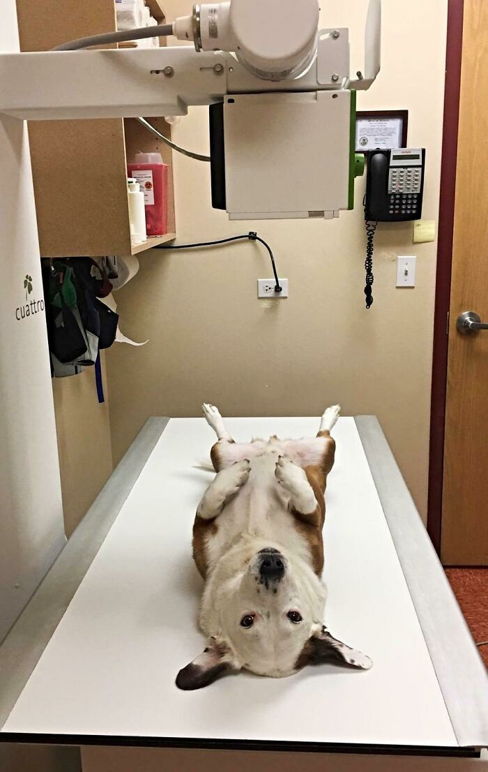 Feeling Cute, Ate A Toy, Might Take Xrays Later
