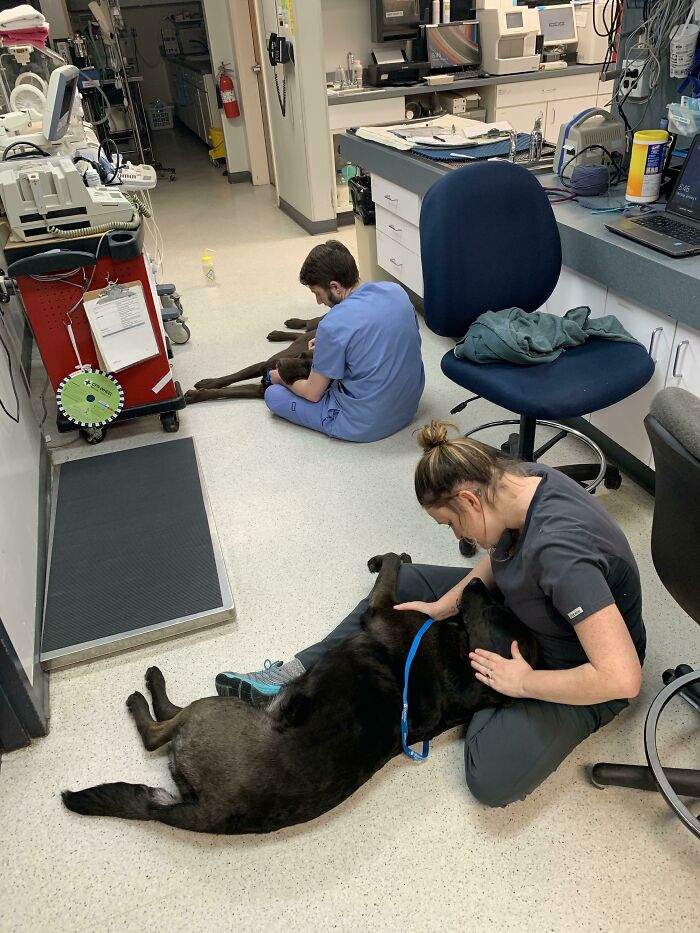 Primary Care Transferred To ER For “Unknown Toxicity With Neurologic Signs”. Immediately Identified Here As Pot Dogs. Treatments Ordered: Floor Nap Snuggles