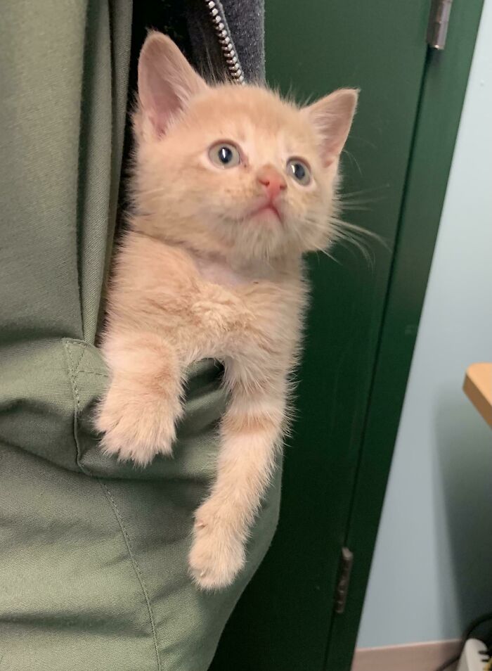 Scrub Pocket Kitten Acquired