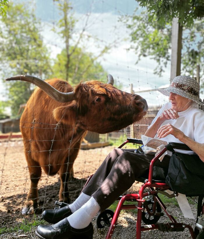 Elderly person in wheelchair interacting with a large, adorable animal behind a fence on a sunny day.