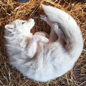 harshmangirls avatar