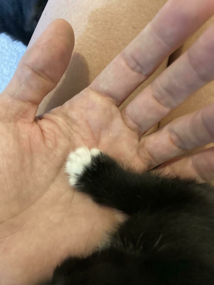 Teeny Paw