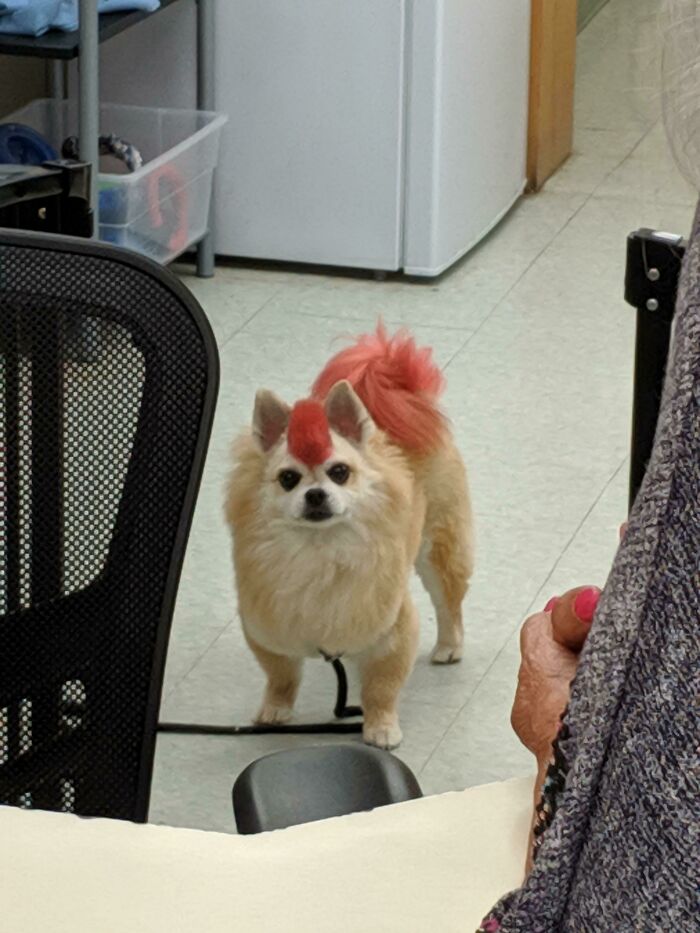This Guy Was At The Vet Today