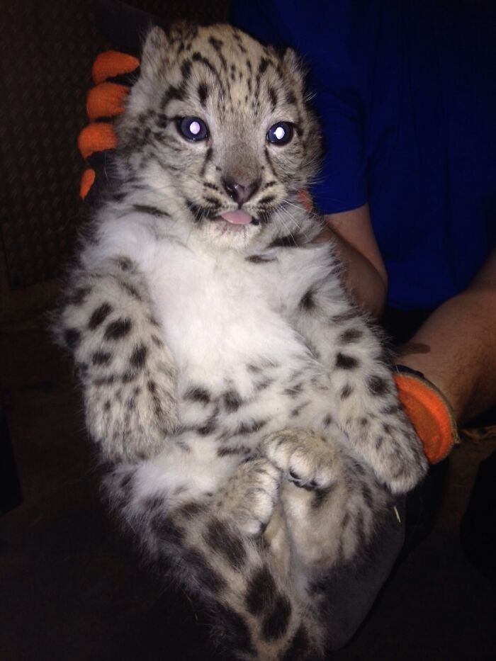 My Sister-In-Law Just Started As A Zoo Vet And This Was Her First Patient