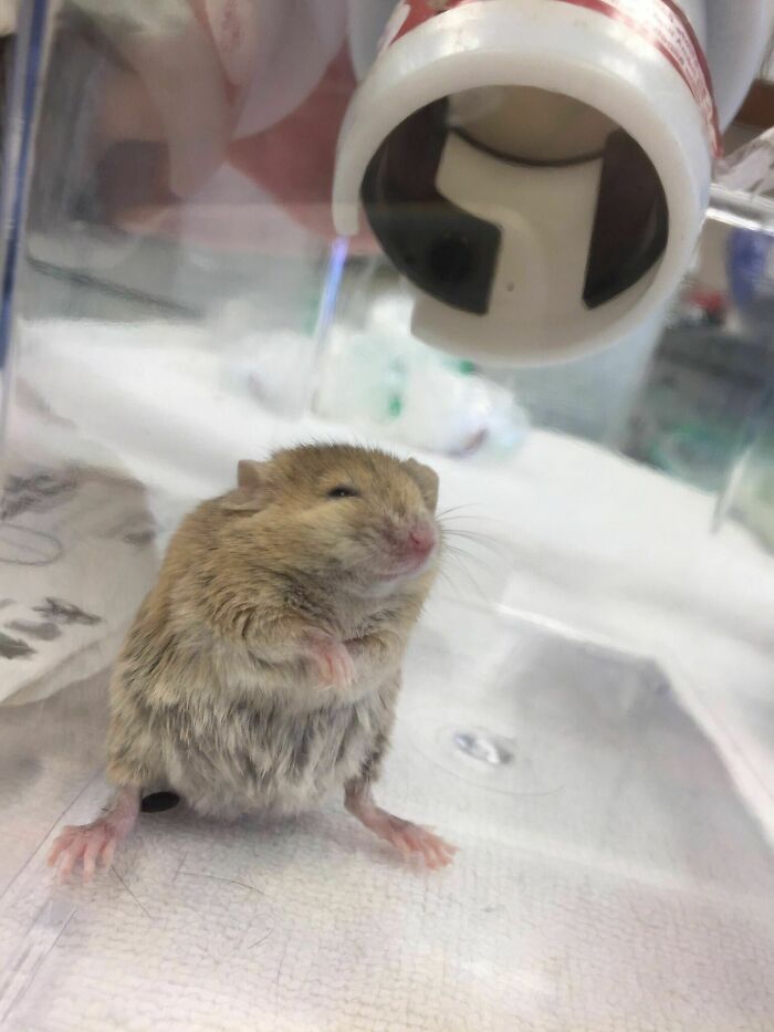 Vet Blow Drying My Pet Mouse. Needless To Say, She Loved It