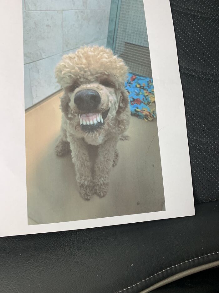 The Vet Just Handed Me A Printed Copy Of My Poodle’s “Official” Photo From Her Medical File