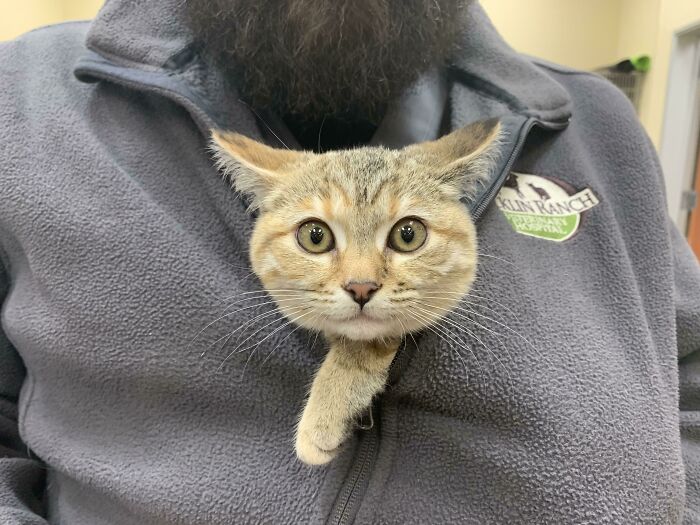 Cleopatra’s Veterinarians Love Tucking Her In