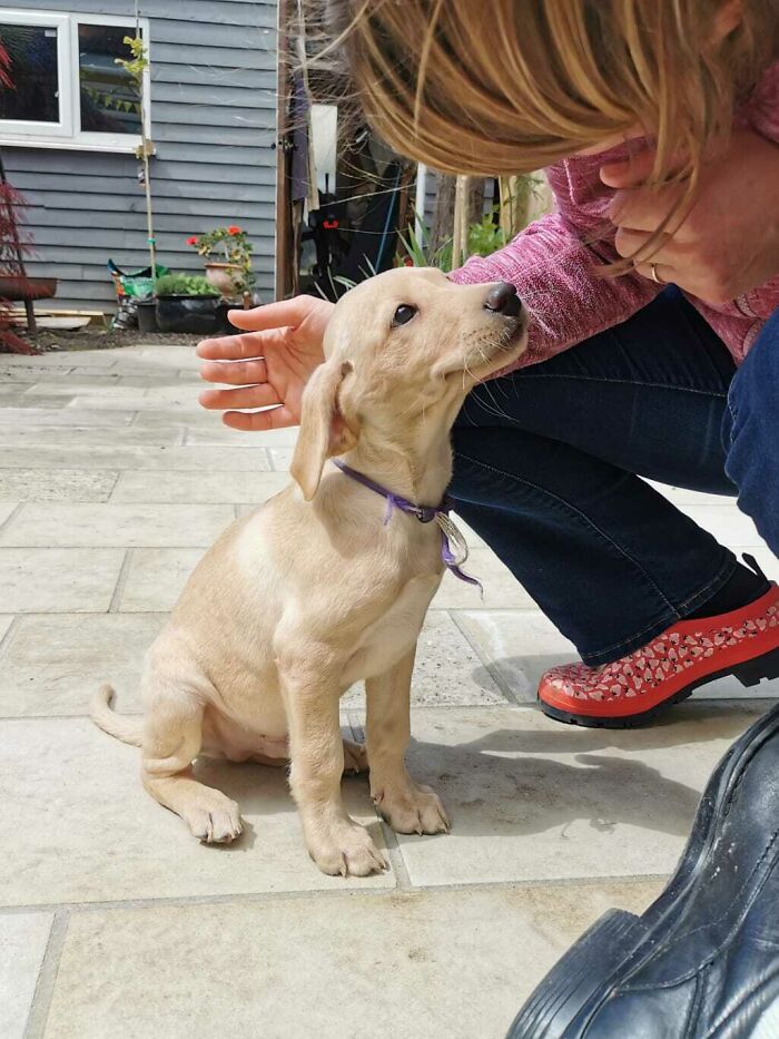 Our New Puppy On His First Day At Our House