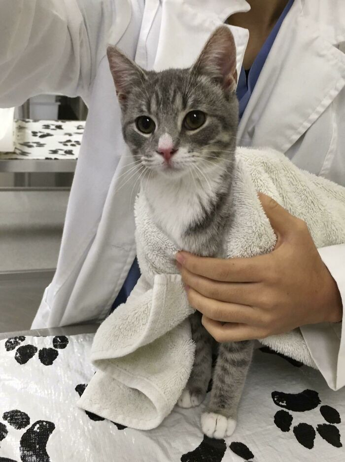 One Of The Perks Of Having A Veterinarian As A SO Is That She Sends Me Pics Of Her Patients All The Time