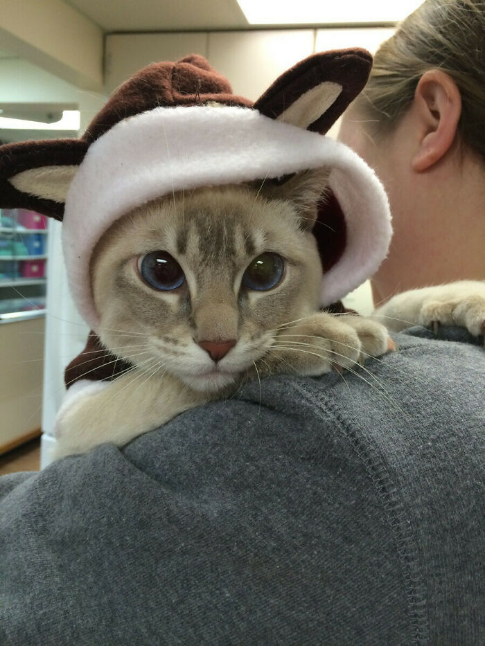 So A Kitten Wore A "Baby" Reindeer Jacket Into Our Clinic Today
