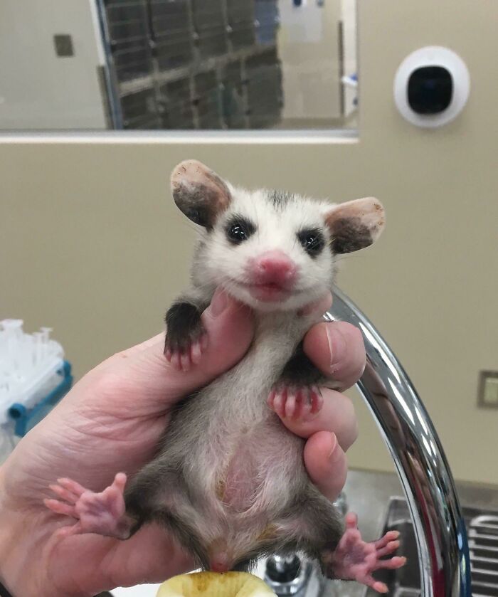 Someone Brought This Baby To Our Clinic And We’re Nursing Him Back To Health