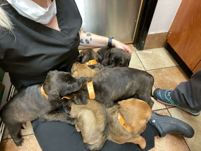 Being A Vet Tech Has Its Advantages