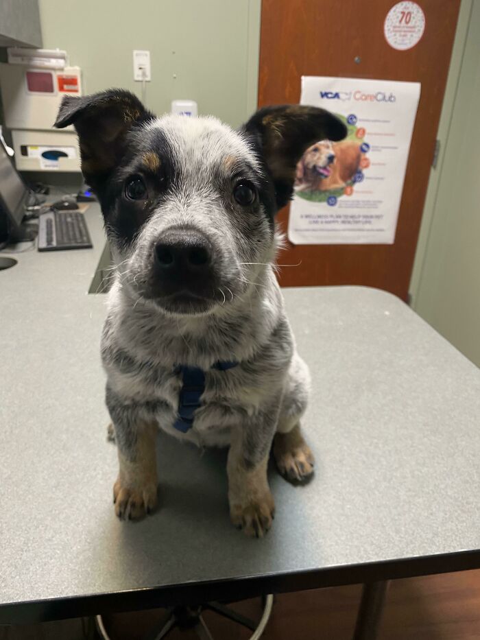 I Did A Great Job At The Vet Today