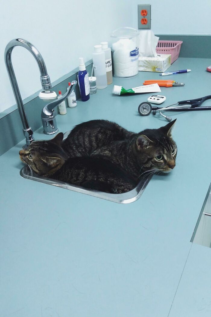 They Both Chose The Same “Hiding” Place At The Vet