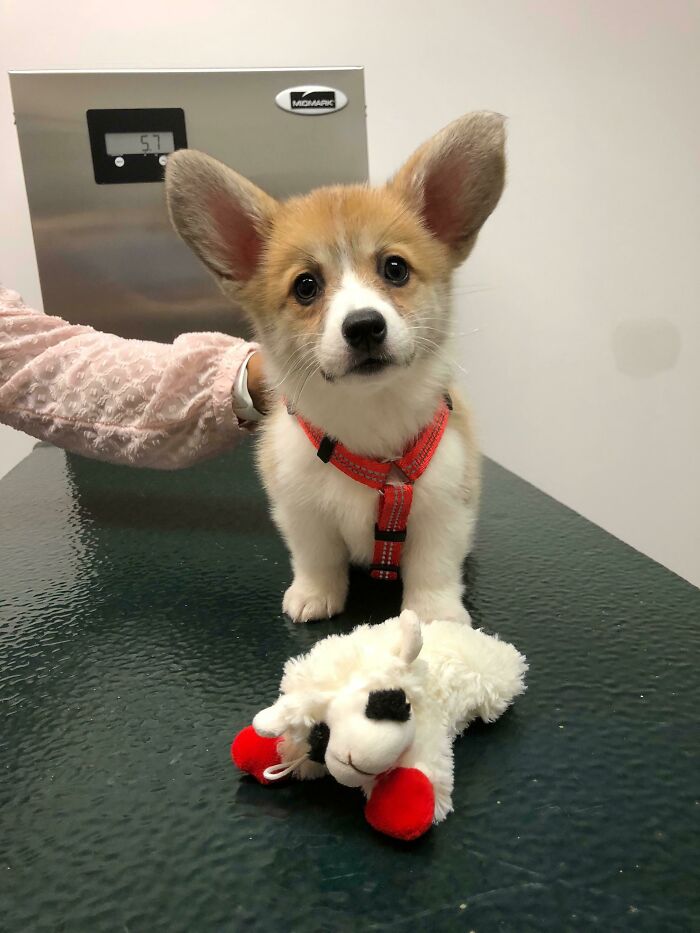 My Mom Works At An Animal Hospital. This Was One Of Her Clients Today