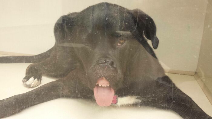 I Like To Take Pictures Of Sedated Dogs At Work (Veterinary Clinic) This Was One Of My Favorites