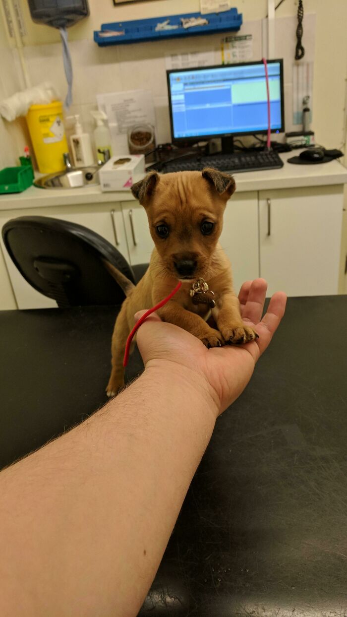 My New Best Friend, Bandit! Very Brave At The Vets Today