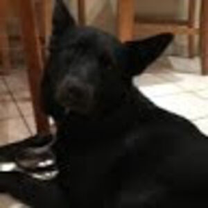 bryannavanleeuwen_1 avatar